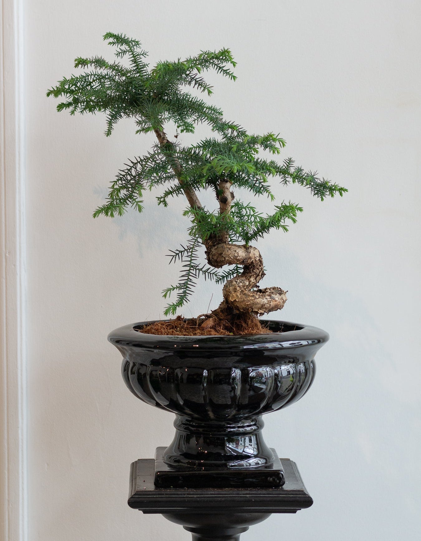 Plants