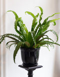 Potted plant on a stand with a white background