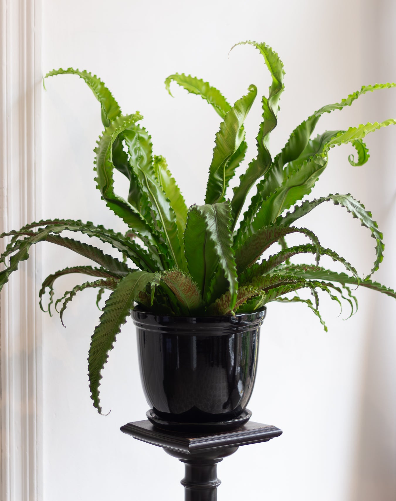 Potted plant on a stand with a white background