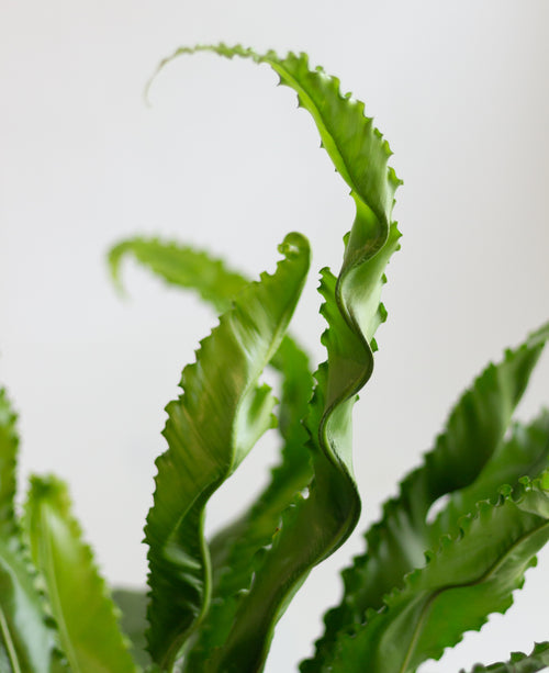 Close-up of a green plant with wavy leaves on a light gray background