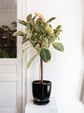 Ficus Elastica 'Tineke' (Rubber Plant)