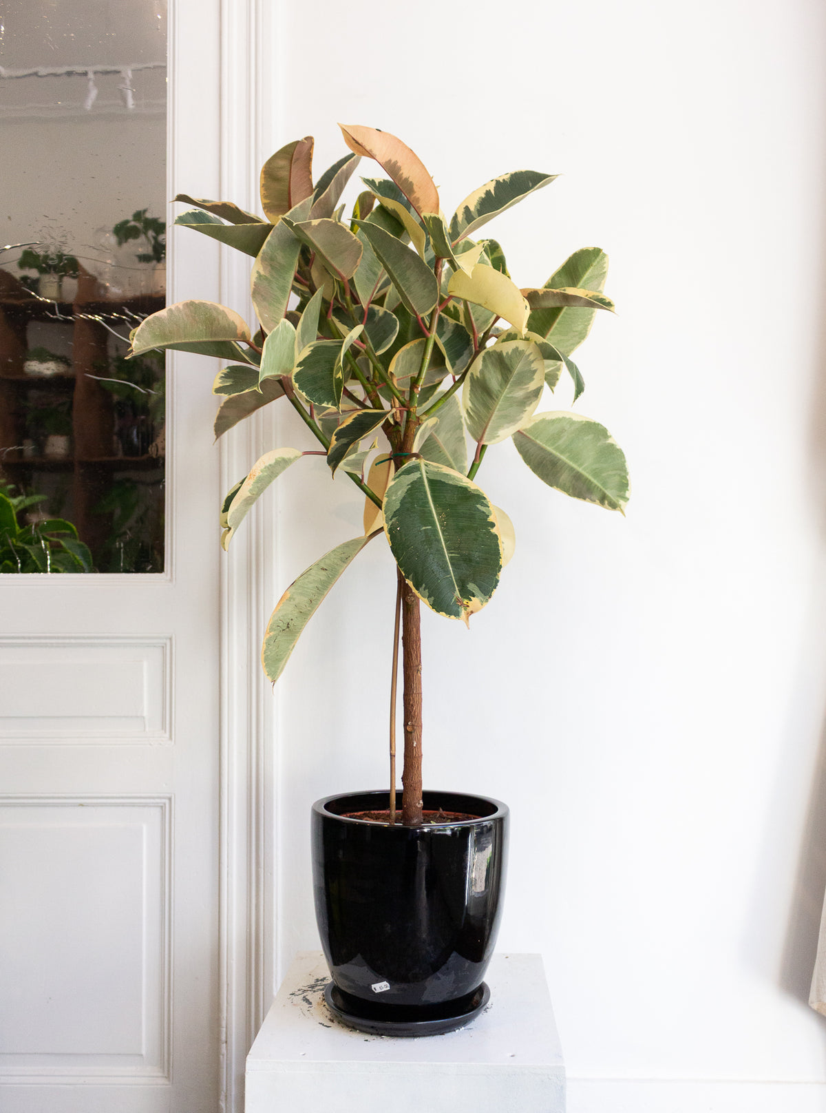 Ficus Elastica 'Tineke' (Rubber Plant)