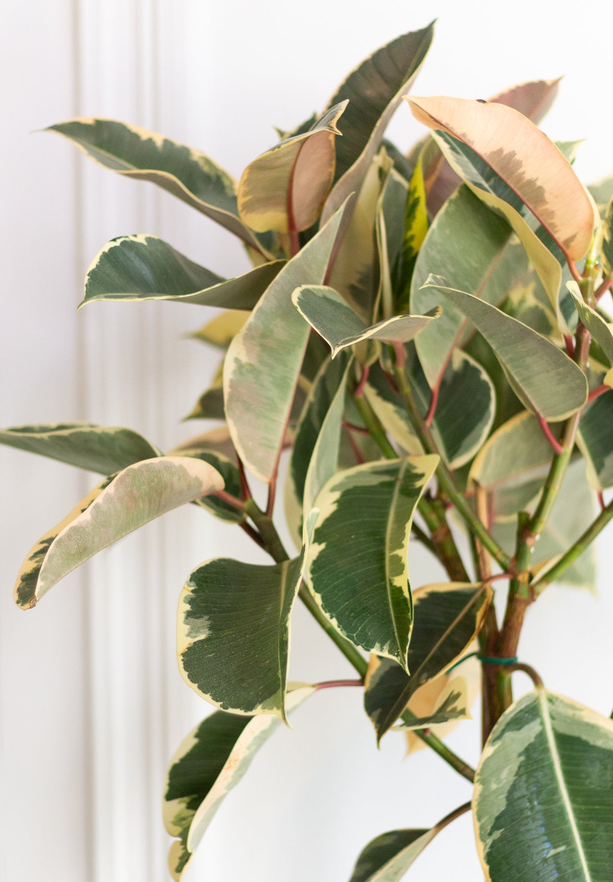 Ficus Elastica 'Tineke' (Rubber Plant)