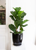 Ficus Lyrata (Fiddle Leaf Fig)