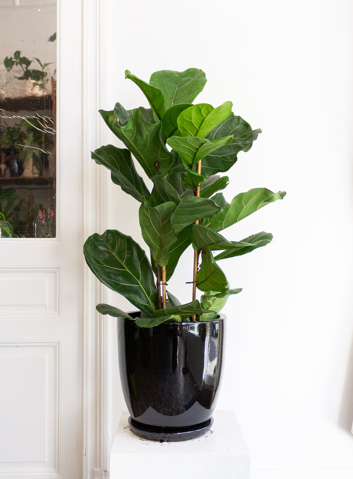 Ficus Lyrata (Fiddle Leaf Fig)