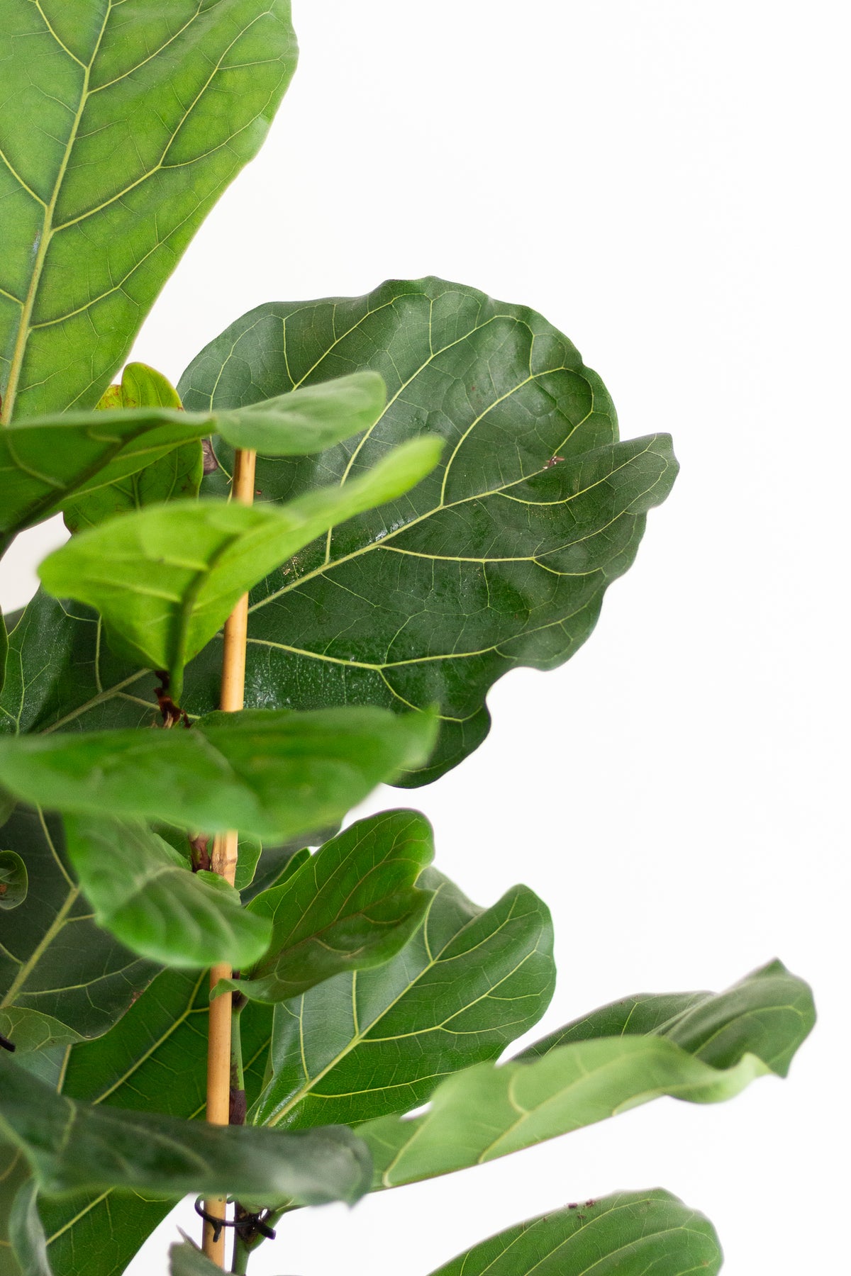 Ficus Lyrata (Fiddle Leaf Fig)