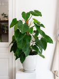 Philodendron Red Emerald