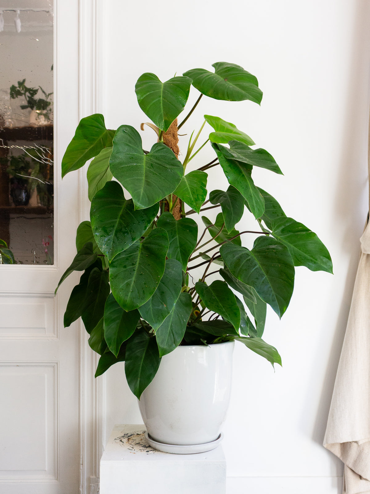 Philodendron Red Emerald