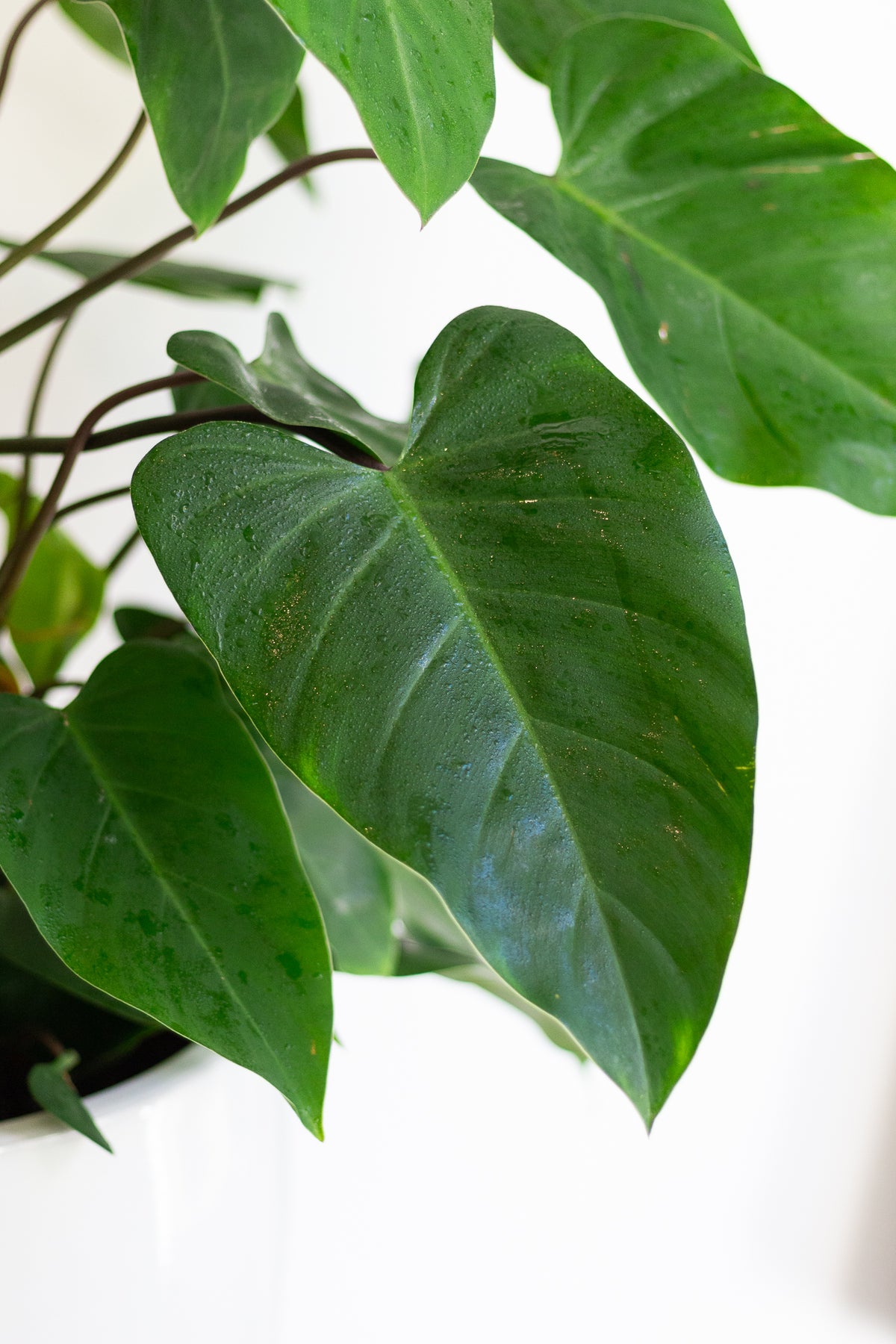 Philodendron Red Emerald