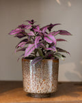 Strobilanthes Dyeriana (Persian Shield)