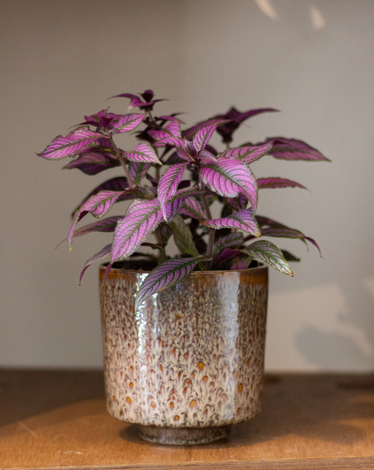 Strobilanthes Dyeriana (Persian Shield)