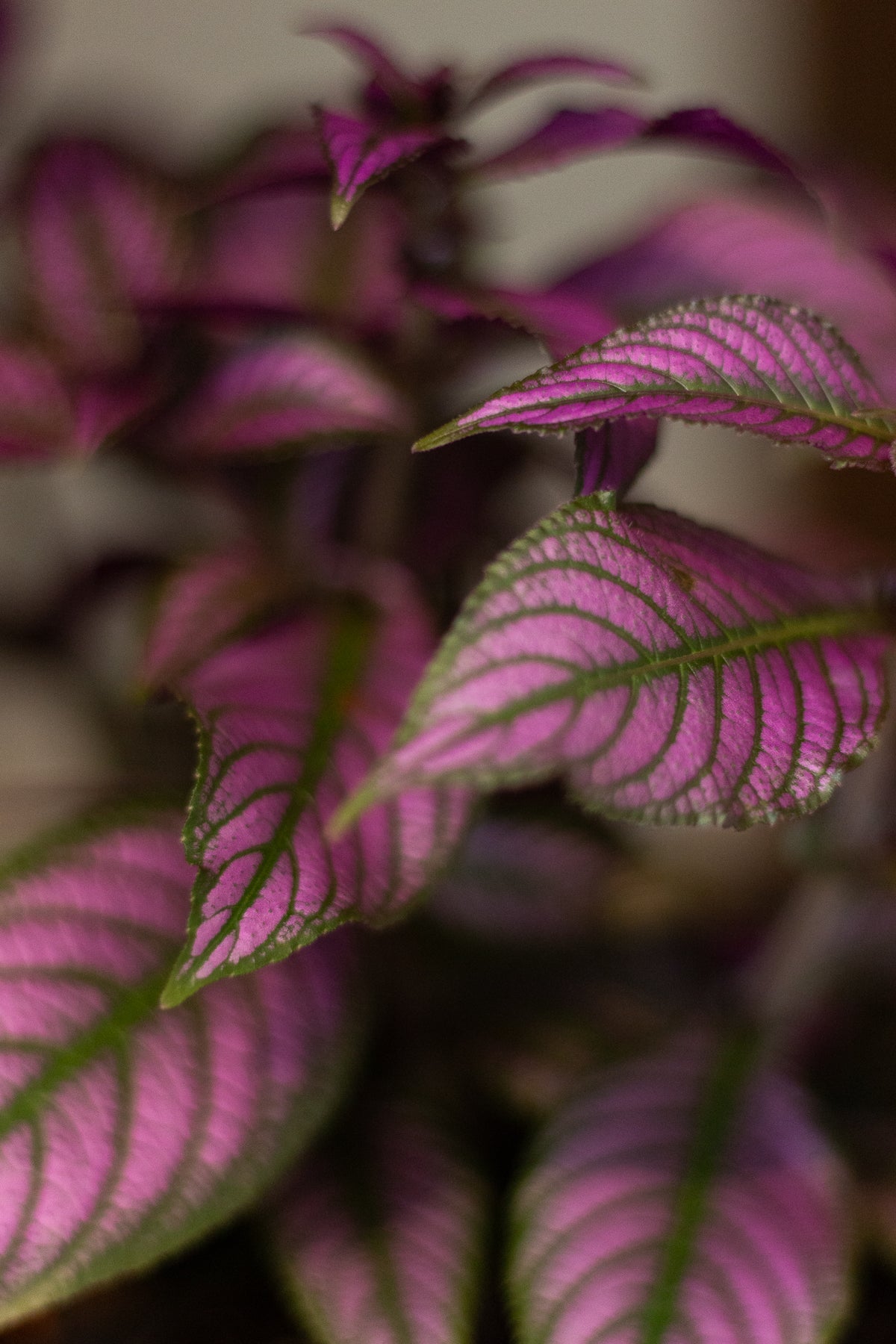 Strobilanthes Dyeriana (Persian Shield)