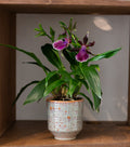 Zygopetalum Orchid