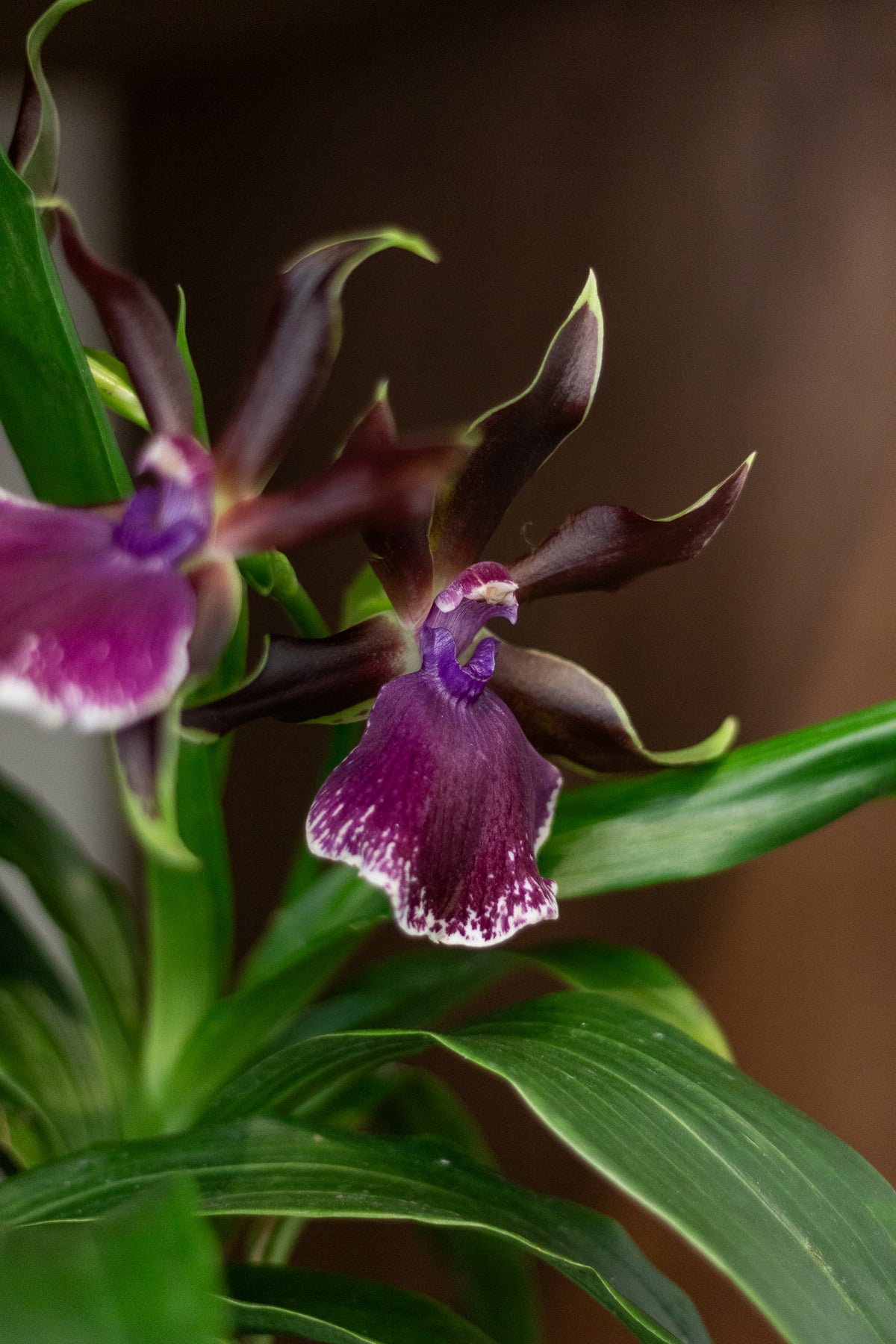 Zygopetalum Orchid