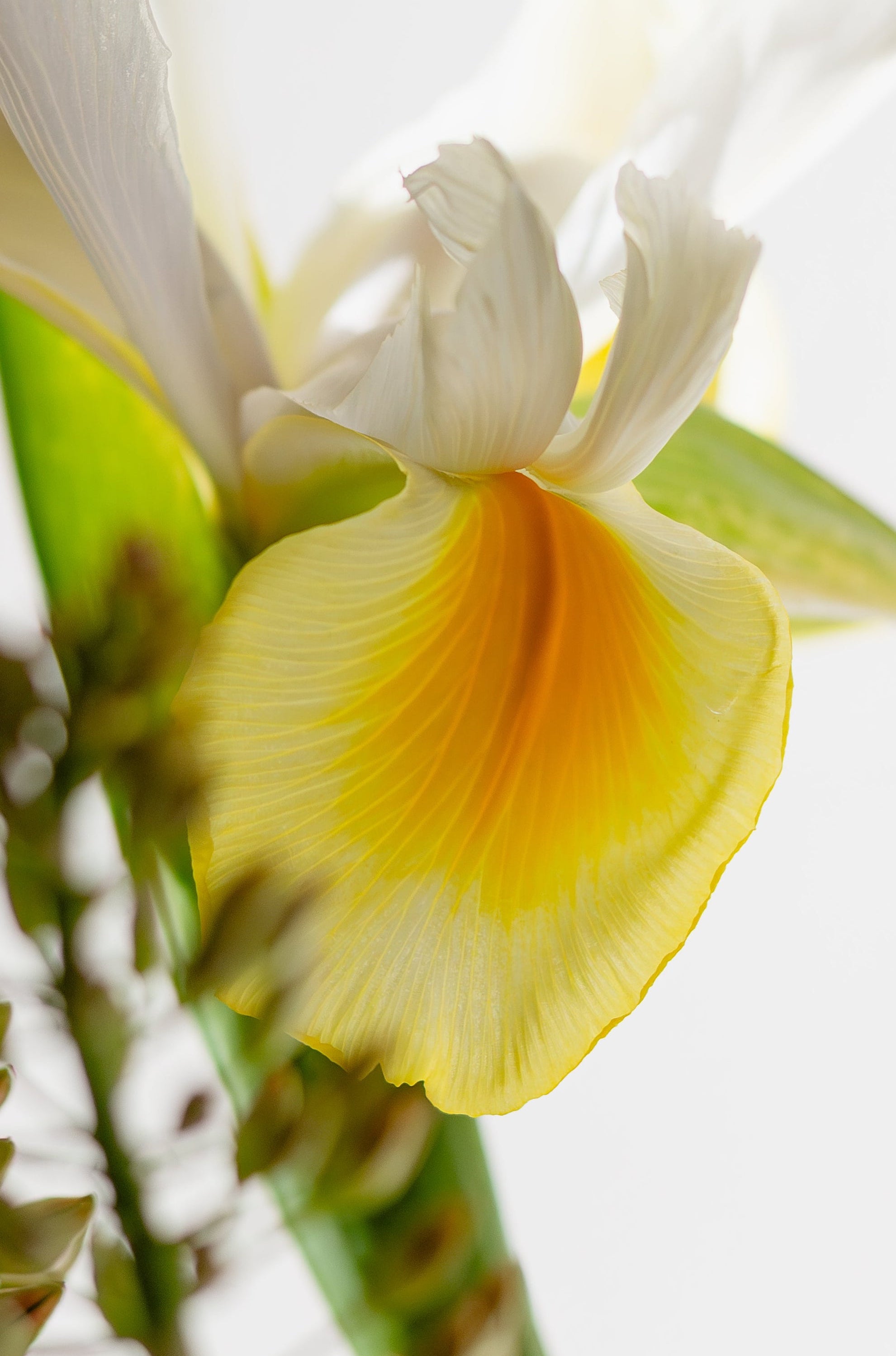 Close-up of a white and yellow iris with a blurred background