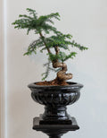 Bonsai tree in a black pot on a white background