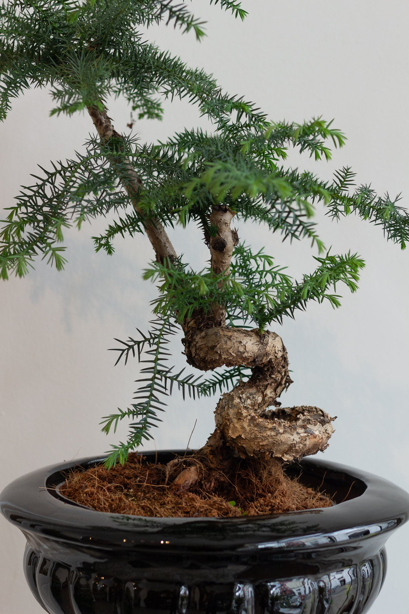 Bonsai tree in a black pot on a light gray background