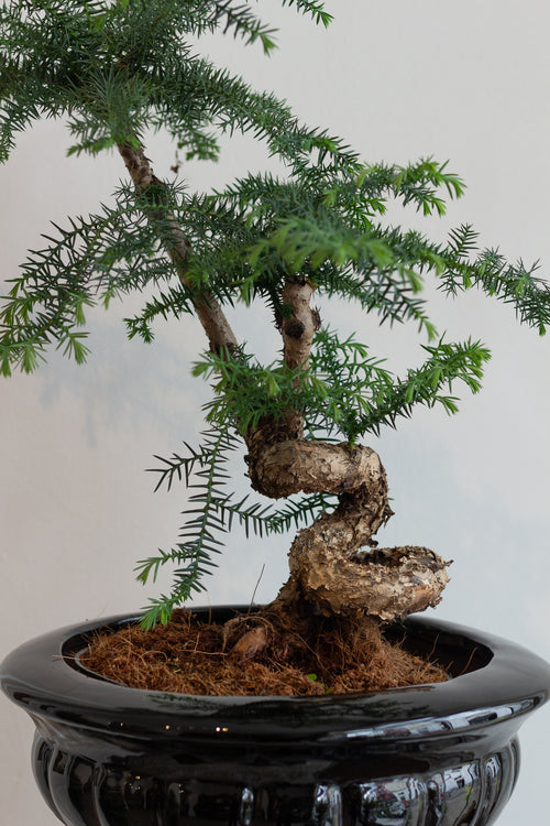 Bonsai tree in a black pot on a light gray background