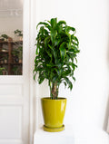 Dracaena Dorado
