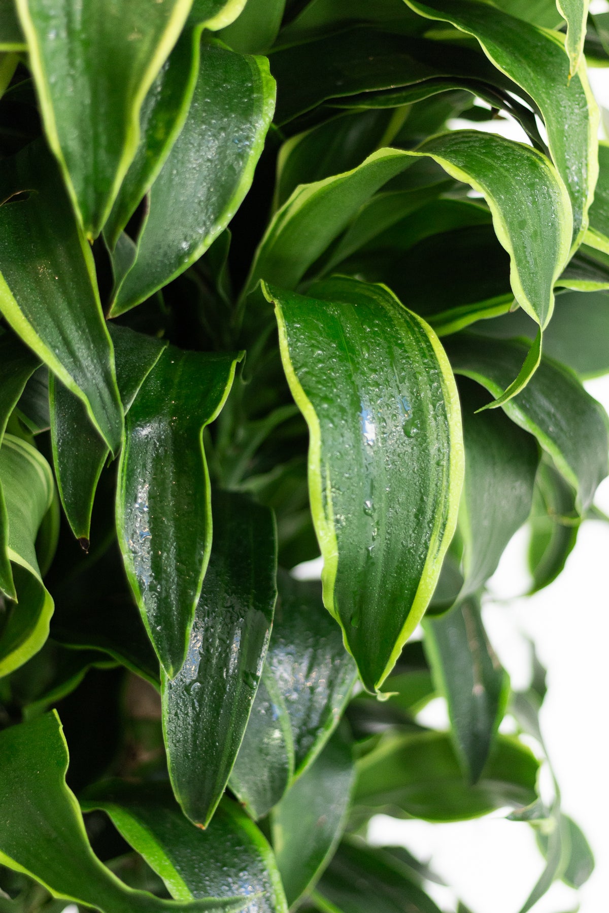 Dracaena Dorado