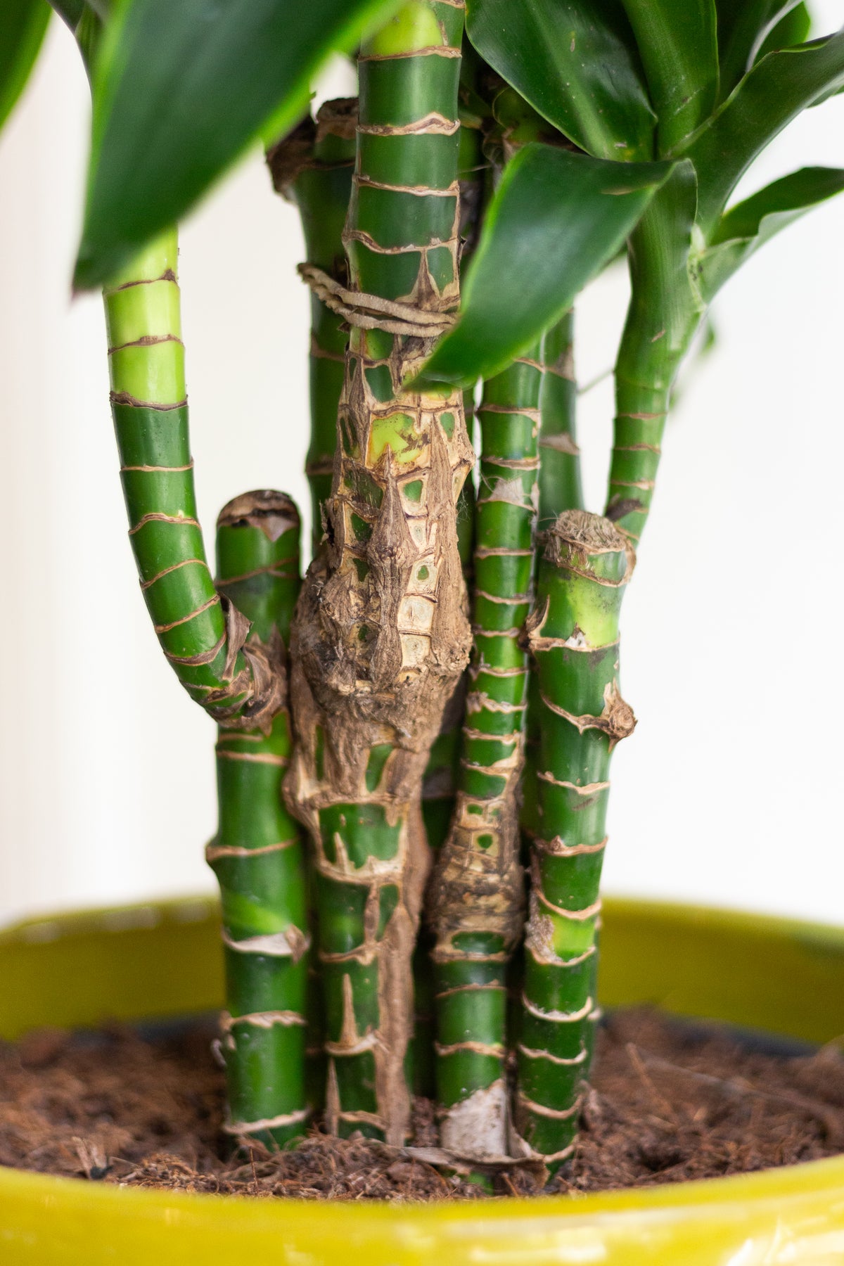 Dracaena Dorado