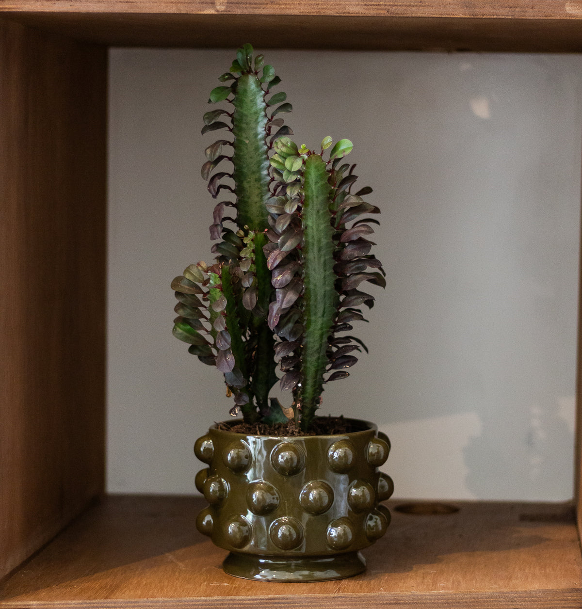 Euphorbia Rubra