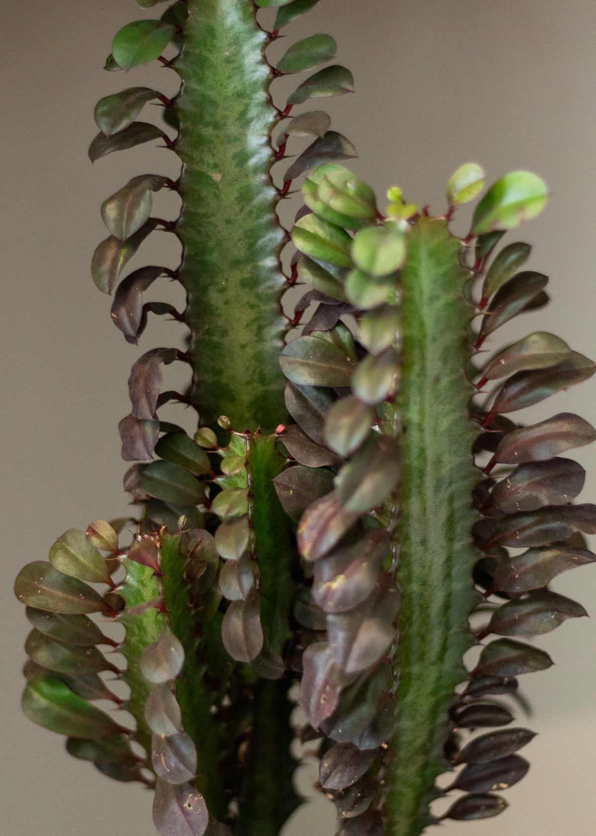 Euphorbia Rubra