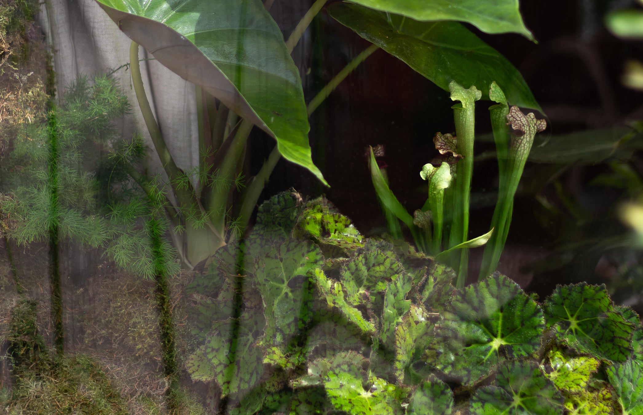 Close-up of green tropical plants with large heart-shaped leaves and small pitcher-like flowers, photographed in a naturalistic setting with layered foliage and soft shadows.