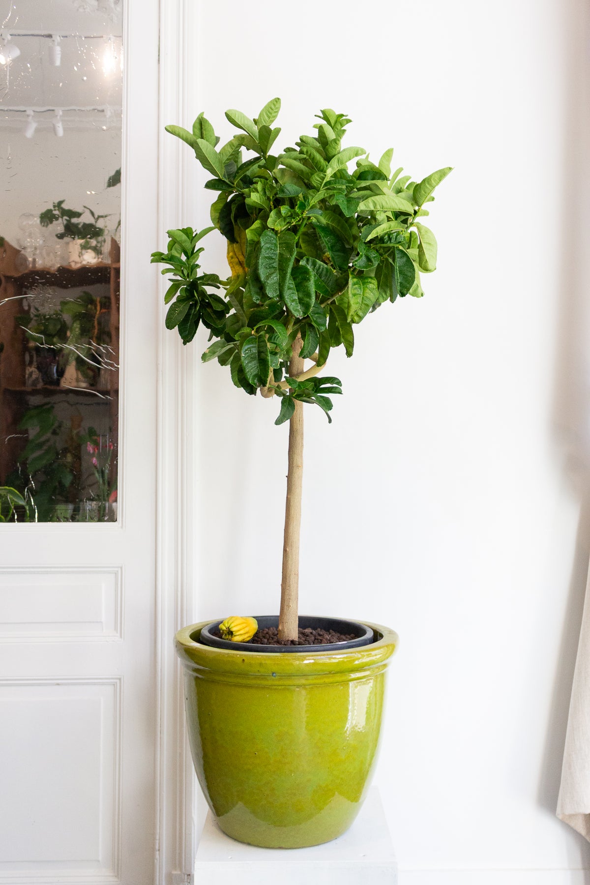 Buddha’s Hand Lemon Tree (Big)