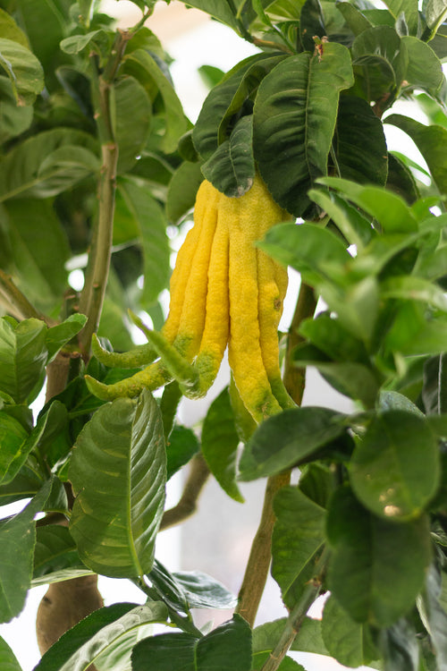 Buddha’s Hand Lemon Tree (Big)