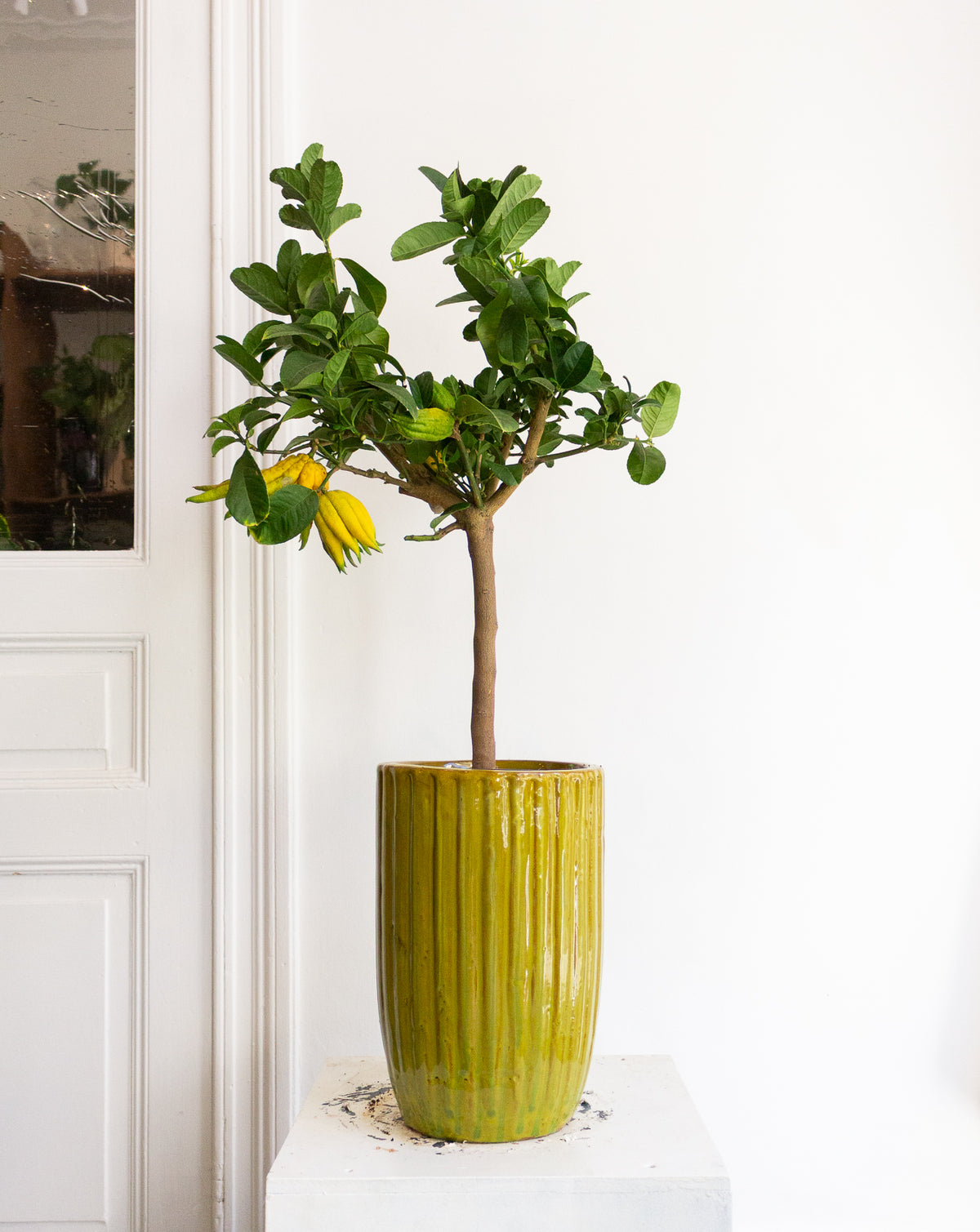 Buddha’s Hand Lemon Tree (Small)