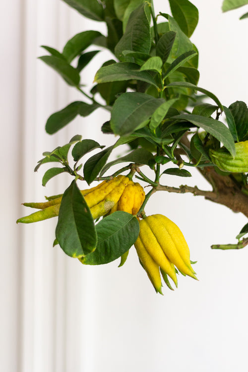 Buddha’s Hand Lemon Tree (Small)
