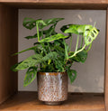 Monstera Monkey