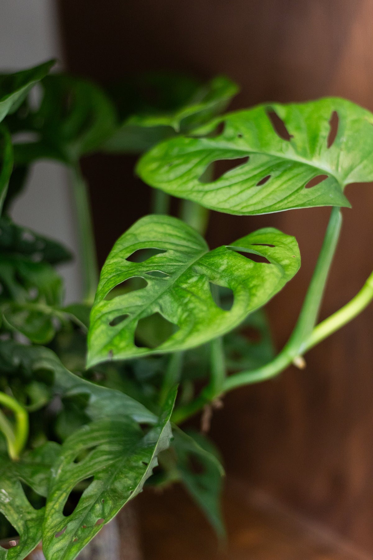 Monstera Monkey